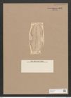 Navicula lunyacsekii Pant. (de-Toni-Nr.: Genus 1, Species 363) Zeichnungen Sammlung Grunow Nr. 812 (NHMW-BOT-W0367237)